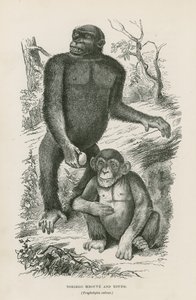 Nshiego Mbouve and Young, Troglodytes Calvus