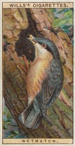 Nuthatch by English School