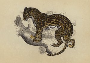 Ocelot