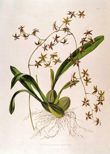 Odontoglossum Hastatum