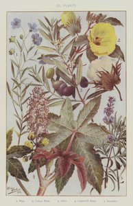 Oli Plants by English School