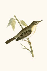 Olivaceous Warbler, Illustration from 