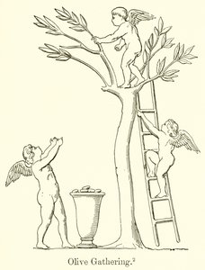 Olive Gathering