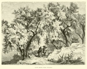 Olive Grove near Venafro