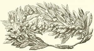 Olive Wreath in Gold by English School