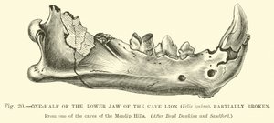 One-half of the Lower Jaw of the Cave Lion, Partially Broken