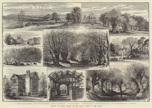 Opening of Epping Forest by the Queen, Views in the Forest