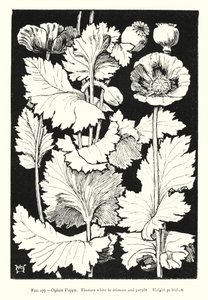 Opium Poppy; Flowers white to crimson and purple; Height 30 inches by English School