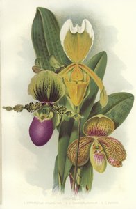 Orchids