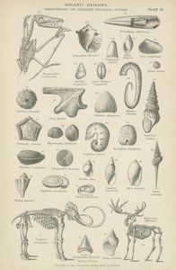 Organic remains by English School