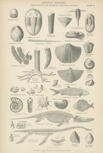 Organic remains by English School
