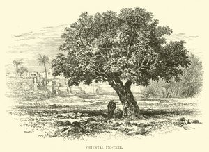 Oriental Fig-Tree