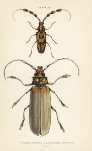 Orthomegas cinnamomeus, Prionus corticinus, and Batus barbicornis, Lophonocerus barbicornis by English School