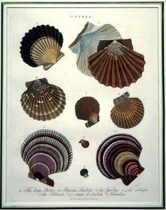 Ostrea, illustration from the 