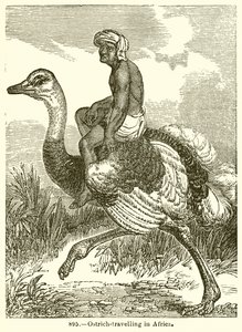Ostrich-Travelling in Africa