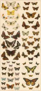 Our British Butterflies by English School
