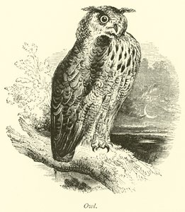 Owl by English School