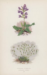 Oxytropis Pyrenaica; Arenaria Verna by English School