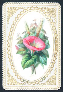 Pink Petunia Flower