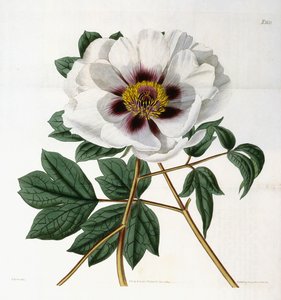Paeonia Suffruticosa Andr. var. Papaveracea