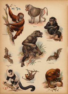 Page from The Little Folks’ Picture Natural History, c 1900 by English School