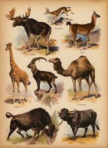 Page from The Little Folks’ Picture Natural History, c 1900 by English School