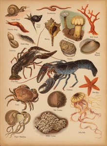Page from The Little Folks’ Picture Natural History, c 1900 by English School