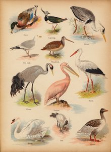 Page from The Little Folks’ Picture Natural History, c 1900 by English School