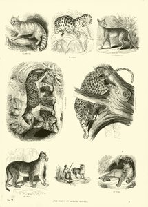 Page from The Pictorial Museum of Animated Nature by English School