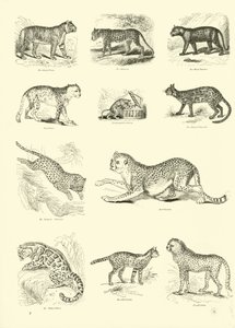 Page from The Pictorial Museum of Animated Nature by English School