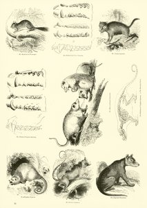 Page from The Pictorial Museum of Animated Nature by English School