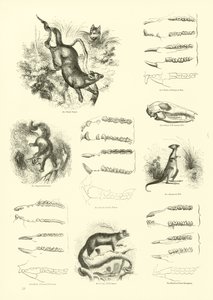 Page from The Pictorial Museum of Animated Nature by English School
