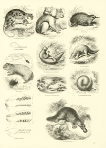 Page from The Pictorial Museum of Animated Nature by English School