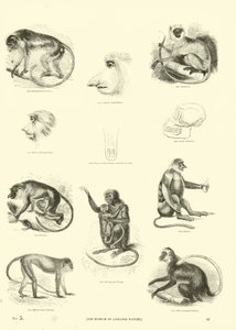 Page from The Pictorial Museum of Animated Nature by English School