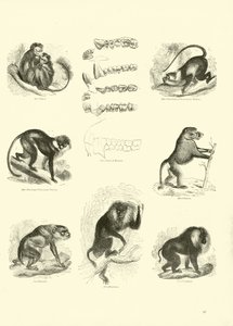 Page from The Pictorial Museum of Animated Nature