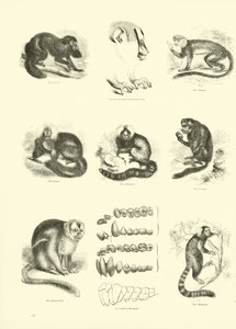 Page from The Pictorial Museum of Animated Nature by English School