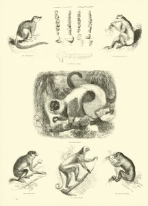 Page from The Pictorial Museum of Animated Nature by English School