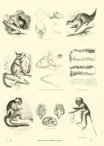 Page from The Pictorial Museum of Animated Nature