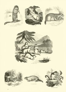 Page from The Pictorial Museum of Animated Nature by English School