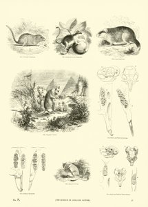 Page from The Pictorial Museum of Animated Nature by English School