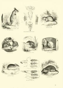 Page from The Pictorial Museum of Animated Nature by English School
