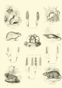 Page from The Pictorial Museum of Animated Nature by English School