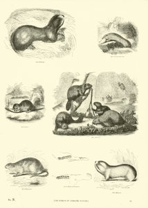 Page from The Pictorial Museum of Animated Nature by English School