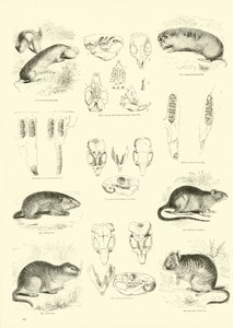 Page from The Pictorial Museum of Animated Nature by English School