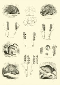 Page from The Pictorial Museum of Animated Nature by English School