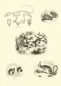 Page from The Pictorial Museum of Animated Nature by English School