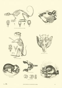 Page from The Pictorial Museum of Animated Nature by English School