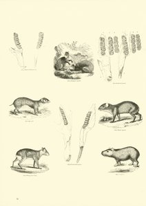 Page from The Pictorial Museum of Animated Nature