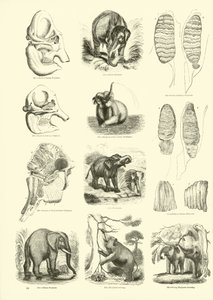 Page from The Pictorial Museum of Animated Nature by English School