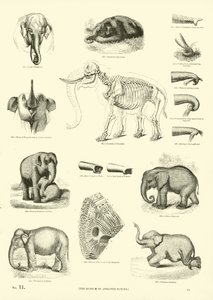 Page from The Pictorial Museum of Animated Nature by English School